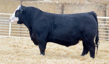 black simmental