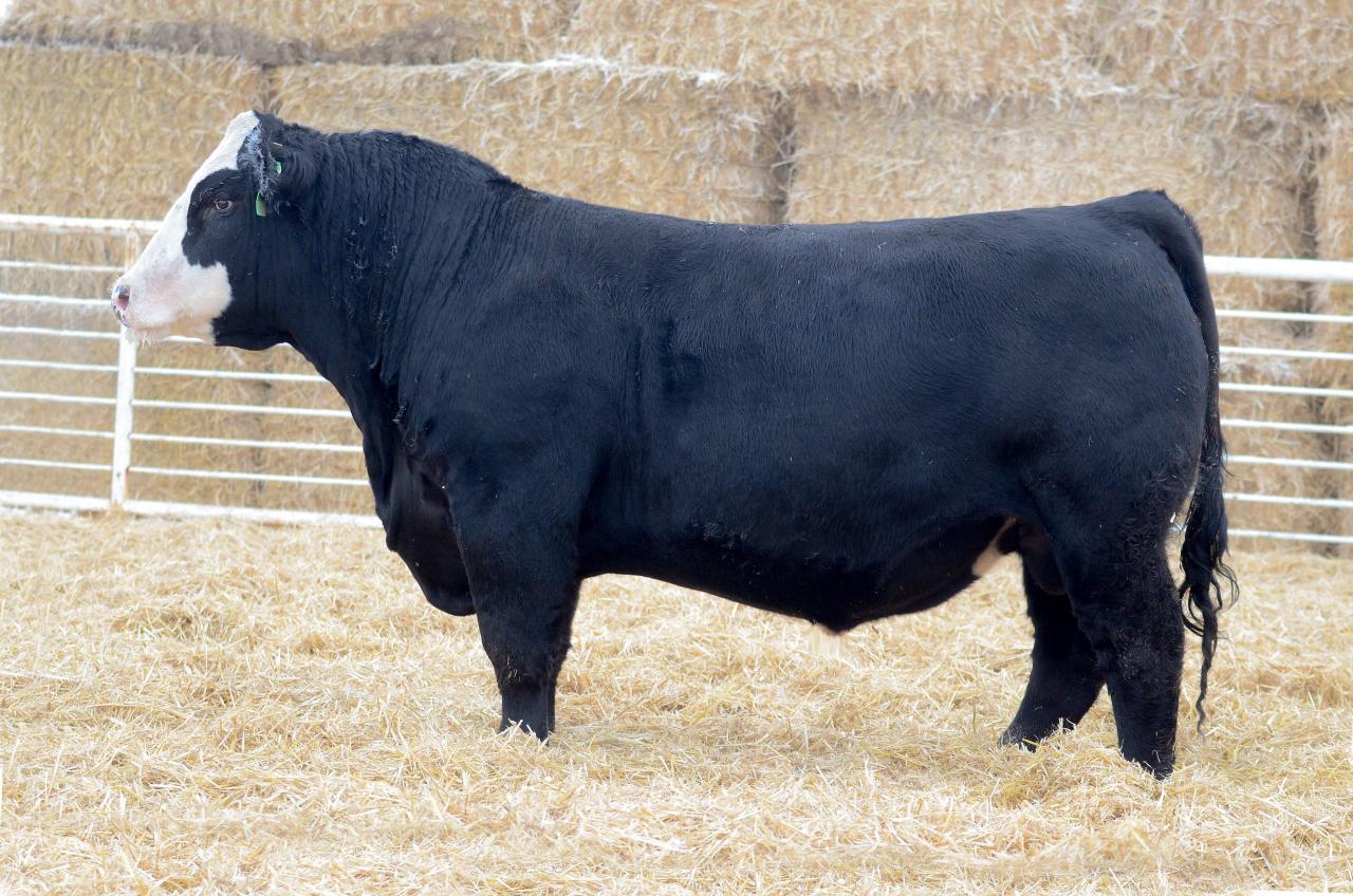 black simmental
