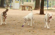 Estatuto dos Cães e Gatos prevê penas para quem maltratar animais