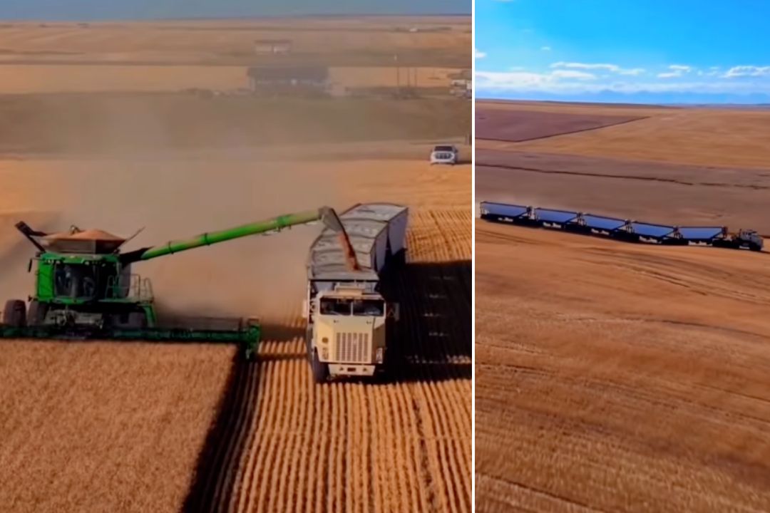 Caminhão militar no agro: gigante de 700 cv impressiona ao assumir trabalho pesado; vídeo
