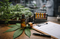 cannabis