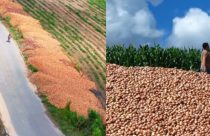 Produtores descartam toneladas de cebola em rodovia e crise de preços acende alerta; vídeo
