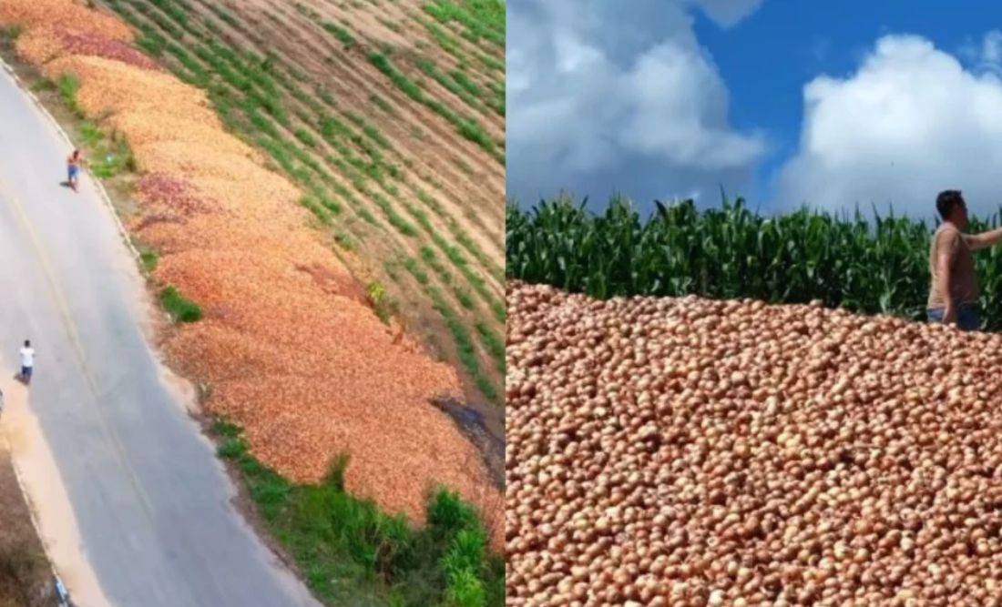 Produtores descartam toneladas de cebola em rodovia e crise de preços acende alerta; vídeo