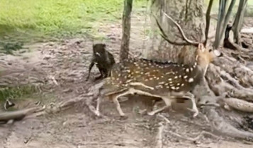 cervo-axis - chamado de chital - animal invasor no brasil - bioma Pantanal
