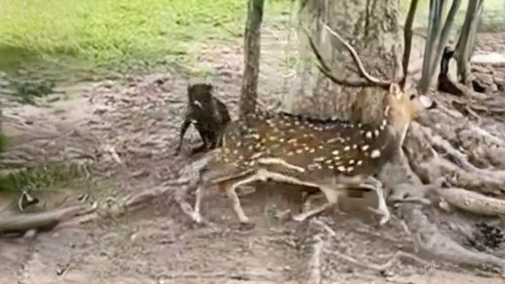 cervo-axis - chamado de chital - animal invasor no brasil - bioma Pantanal