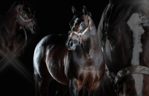 Diego Steel faz história e conquista o 4º título de Melhor Produtor da Vaquejada