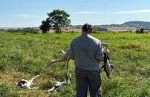 Drone agrícola provoca aborto de bezerras e destrói anos de melhoramento genético; vídeo