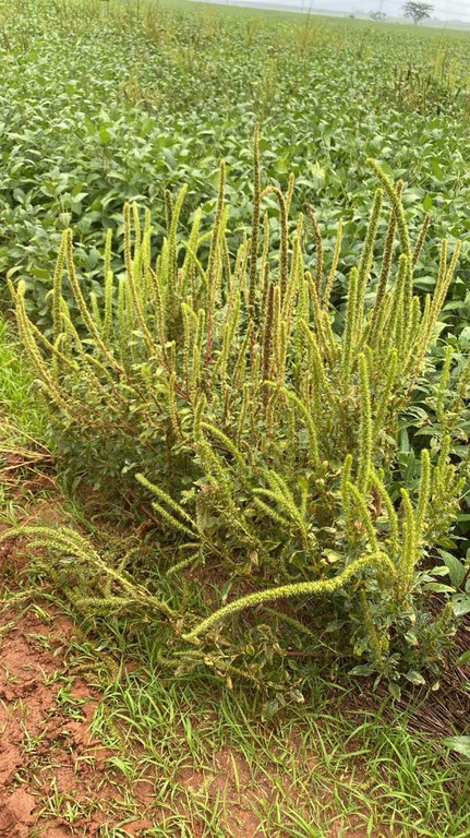 Praga quarentenária presente é detectada pela primeira vez no estado de São Paulo