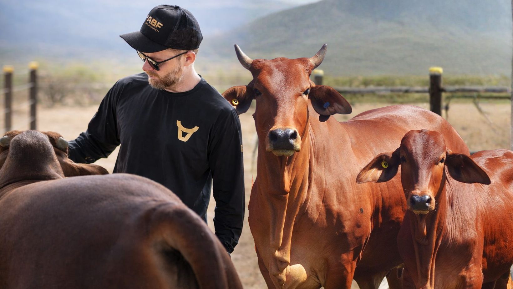 gado sindi - agro brisa forte