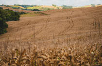 Giro da Safra aponta que Extremo-Oeste deve colher mais de 200 sacas de milho por hectare