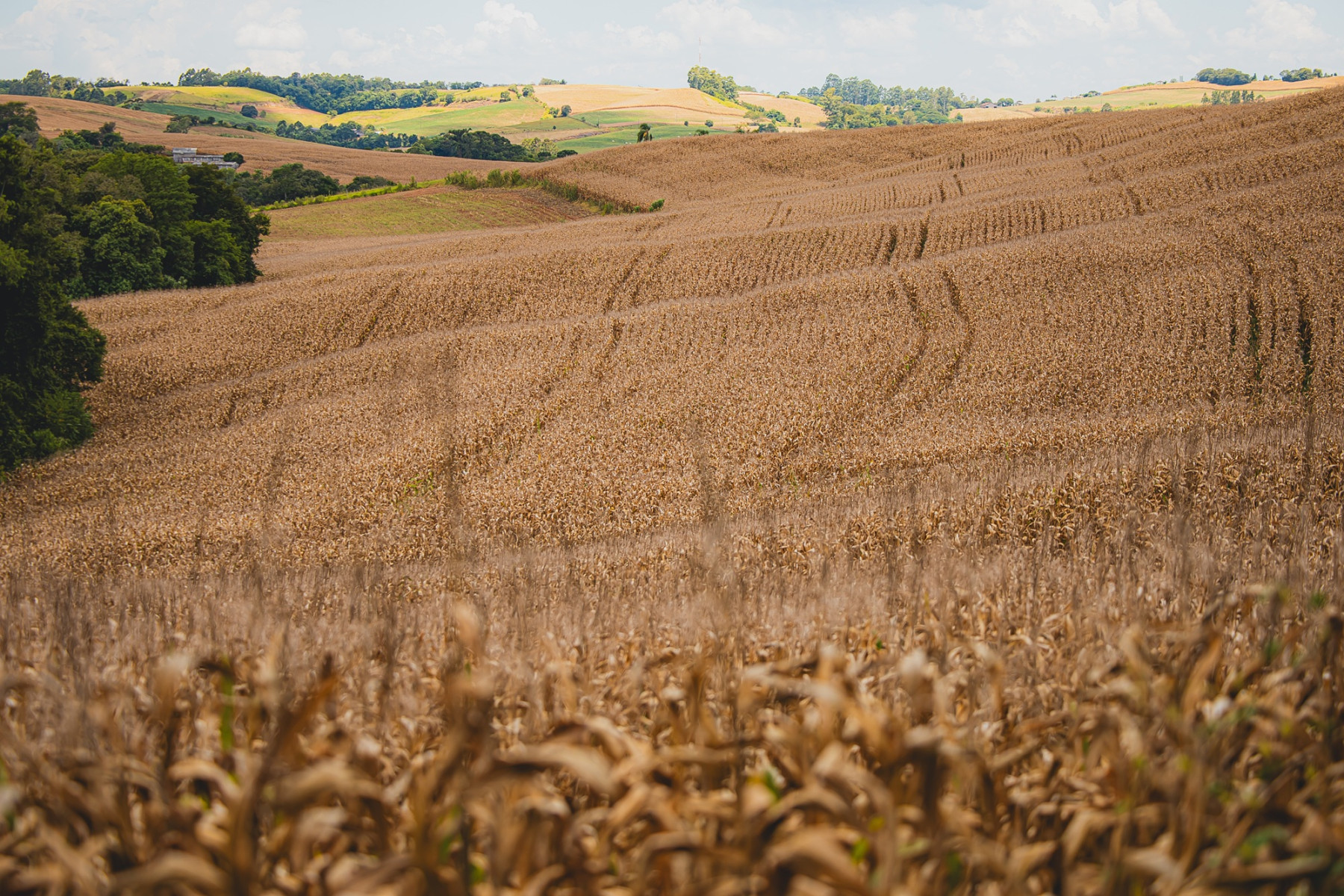 Giro da Safra aponta que Extremo-Oeste deve colher mais de 200 sacas de milho por hectare