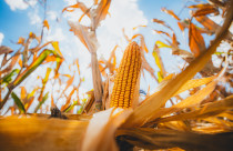 Prevenção de doenças do milho no momento certo pode evitar perdas de até 50% na produtividade, alerta especialista