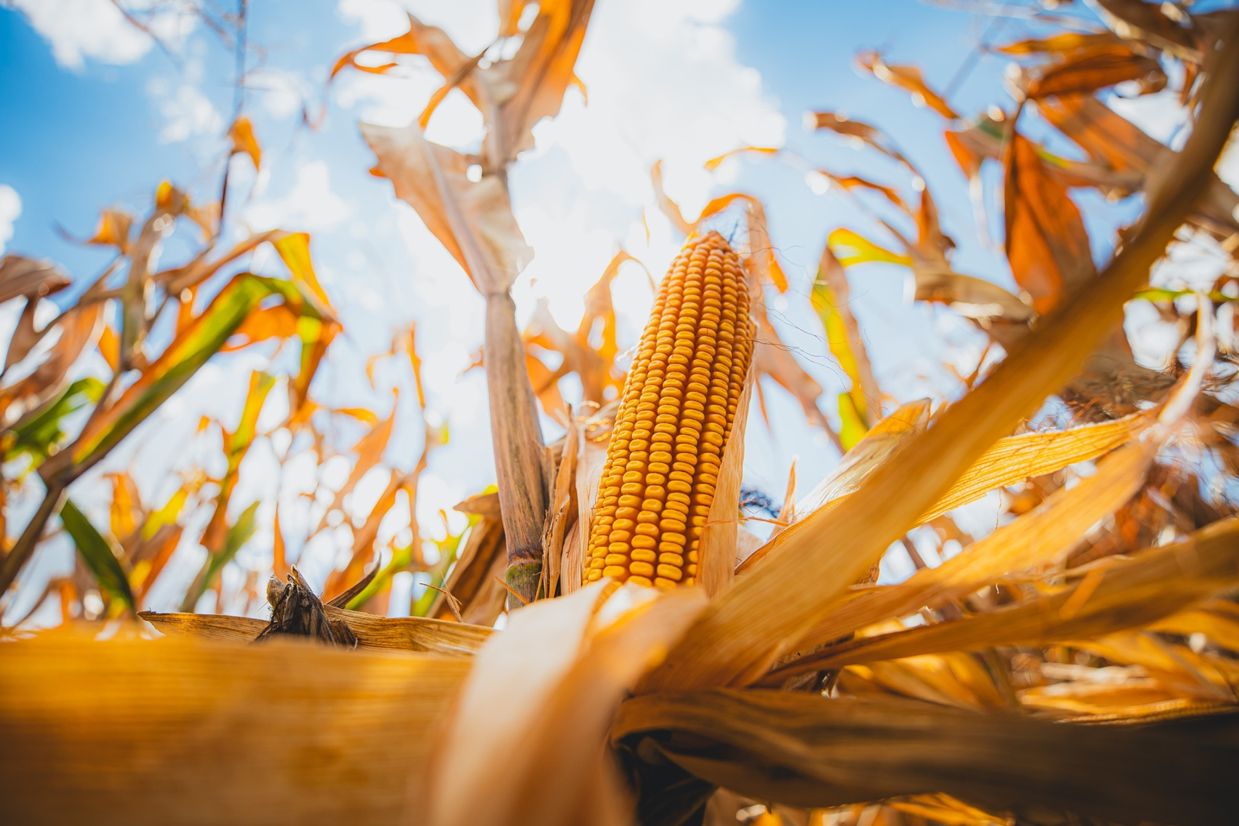 Prevenção de doenças do milho no momento certo pode evitar perdas de até 50% na produtividade, alerta especialista
