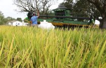 Abertura Oficial da Colheita do Arroz e Grãos em Terras Baixas começa nesta terça-feira
