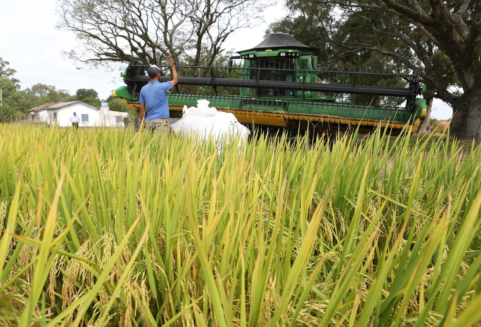 Abertura Oficial da Colheita do Arroz e Grãos em Terras Baixas começa nesta terça-feira