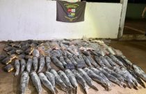 Polícia apreende 340 kg de peixe ilegal e prende homem em flagrante