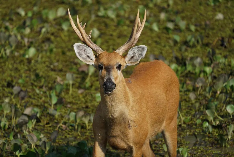 O bicho que você não imaginava: Descubra como é possível criar cervos no Brasil