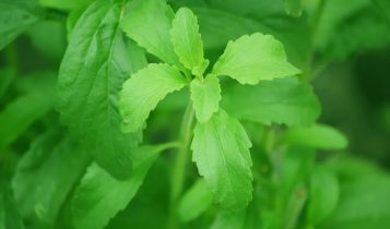 Adoçante que brota do solo: Como a Stevia se tornou a 'nova soja' para pequenos e médios produtores