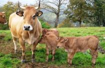Mais arrobas em menos tempo? Cruzamento Asturiana-Zebu virou febre entre pecuaristas