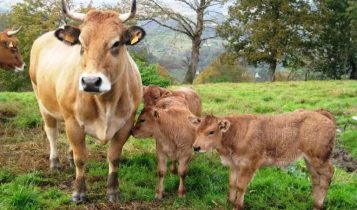 Mais arrobas em menos tempo? Cruzamento Asturiana-Zebu virou febre entre pecuaristas
