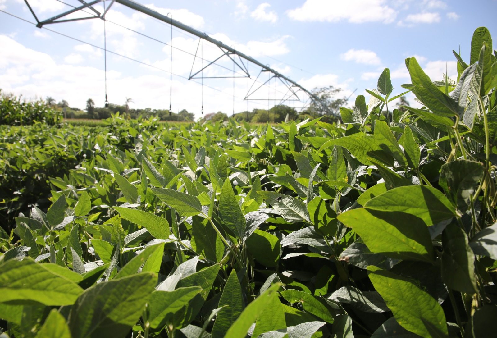 Nova Lei do Licenciamento Ambiental entra em vigor neste mês de fevereiro