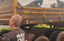 Fraude em seguro e abate irregular de gado levam empresário e veterinário à prisão em Uberaba