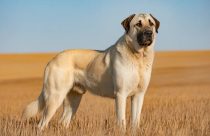 Kangal Turco: Conheça o cão com a mordida mais poderosa do mundo, capaz de enfrentar lobos e guepardos