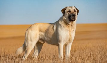 Kangal Turco: Conheça o cão com a mordida mais poderosa do mundo, capaz de enfrentar lobos e guepardos