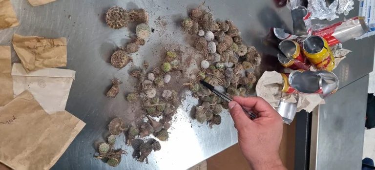Operação protege biodiversidade ao impedir envio ilegal de cactos e sementes