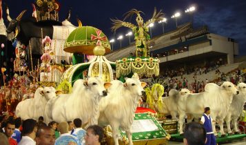 Nelore, o boi que samba