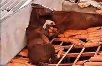 Inacreditável: Vídeo mostra cavalos presos em telhado no Sul de Minas; veja imagens