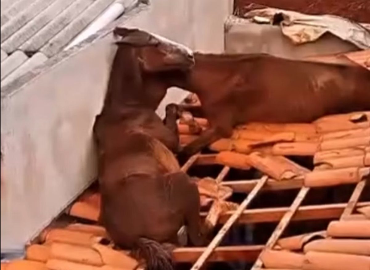 Inacreditável: Vídeo mostra cavalos presos em telhado no Sul de Minas; veja imagens