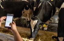 Frísia monitora 23,5 mil vacas por IA, equivalente a quase 70% da sua produção leiteira