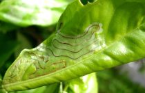 Você conhece a larva-minadora? Saiba por que este inseto é o novo pesadelo dos sojicultores