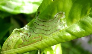 Você conhece a larva-minadora? Saiba por que este inseto é o novo pesadelo dos sojicultores