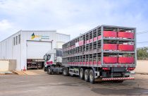 Calor extremo e exportações recordes elevam alerta sanitário no agro
