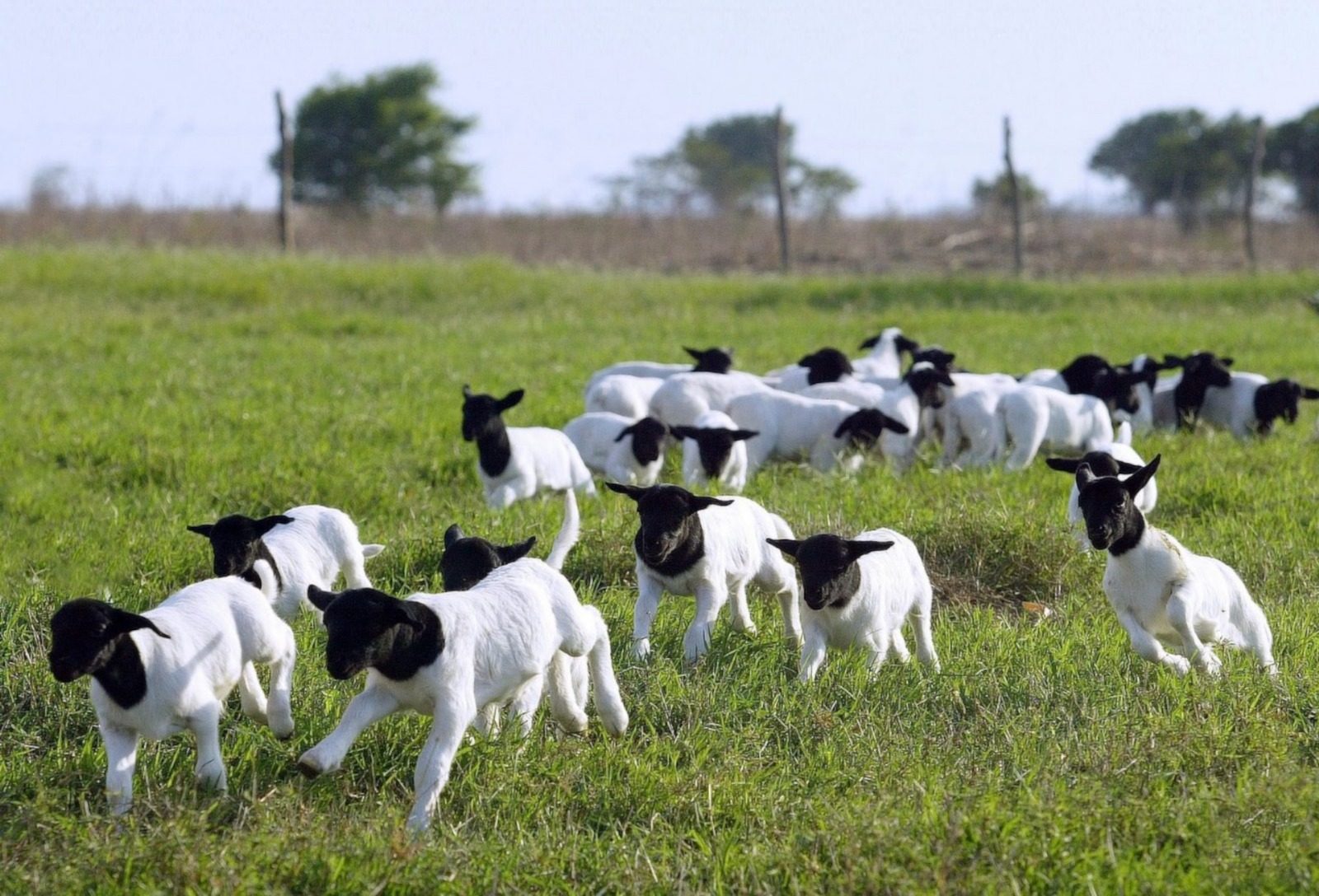 Registros de ovinos no Brasil sobem 5% e transferências avançam 6,5% em 2025