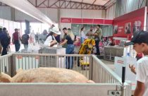 Robô alimentador é inovação tecnológica no Pavilhão da Suinocultura durante Show Rural 2026
