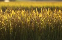 Federarroz coloca departamento jurídico em regime de plantão para orientar produtores