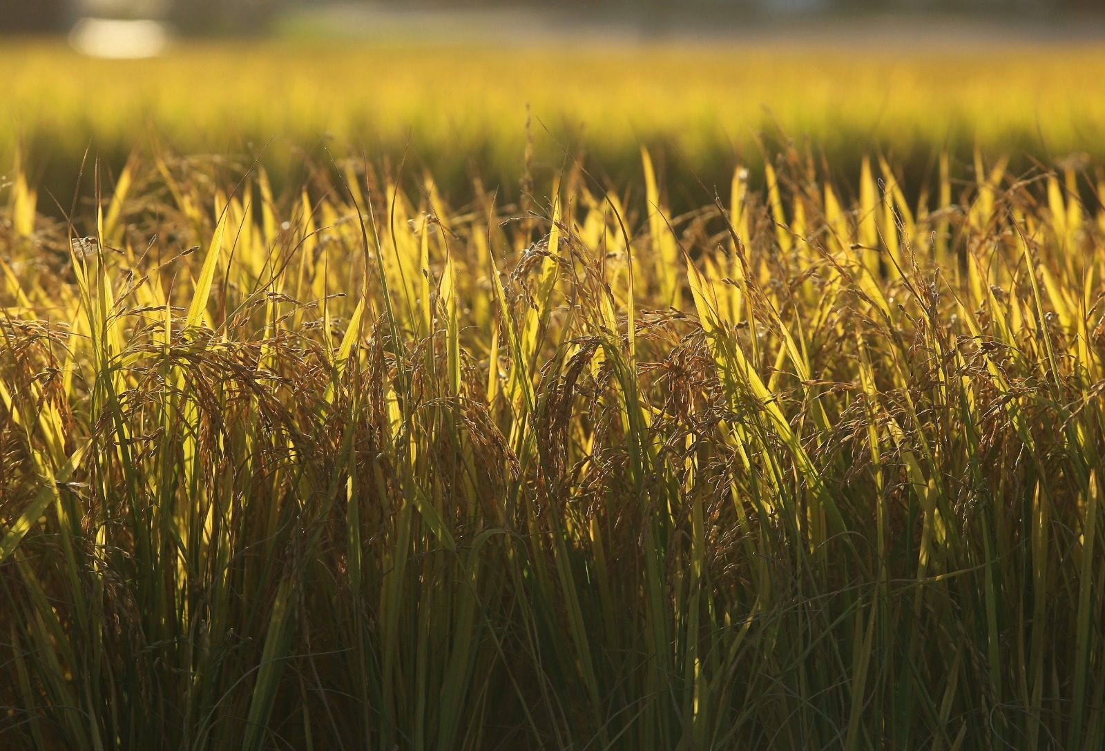 Federarroz coloca departamento jurídico em regime de plantão para orientar produtores