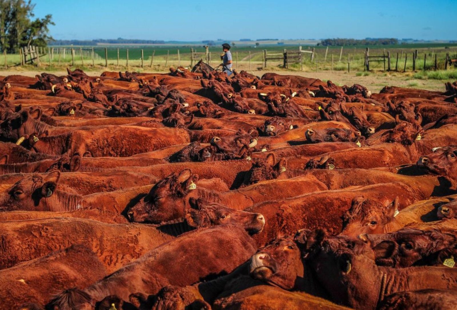 ANC supera 100 mil registros em 2025 e avança 65% em um ano