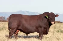 Raça Sussex nasceu nas florestas da Inglaterra, virou gigante da carne e hoje surpreende pecuaristas