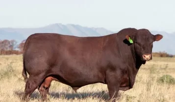 Raça Sussex nasceu nas florestas da Inglaterra, virou gigante da carne e hoje surpreende pecuaristas