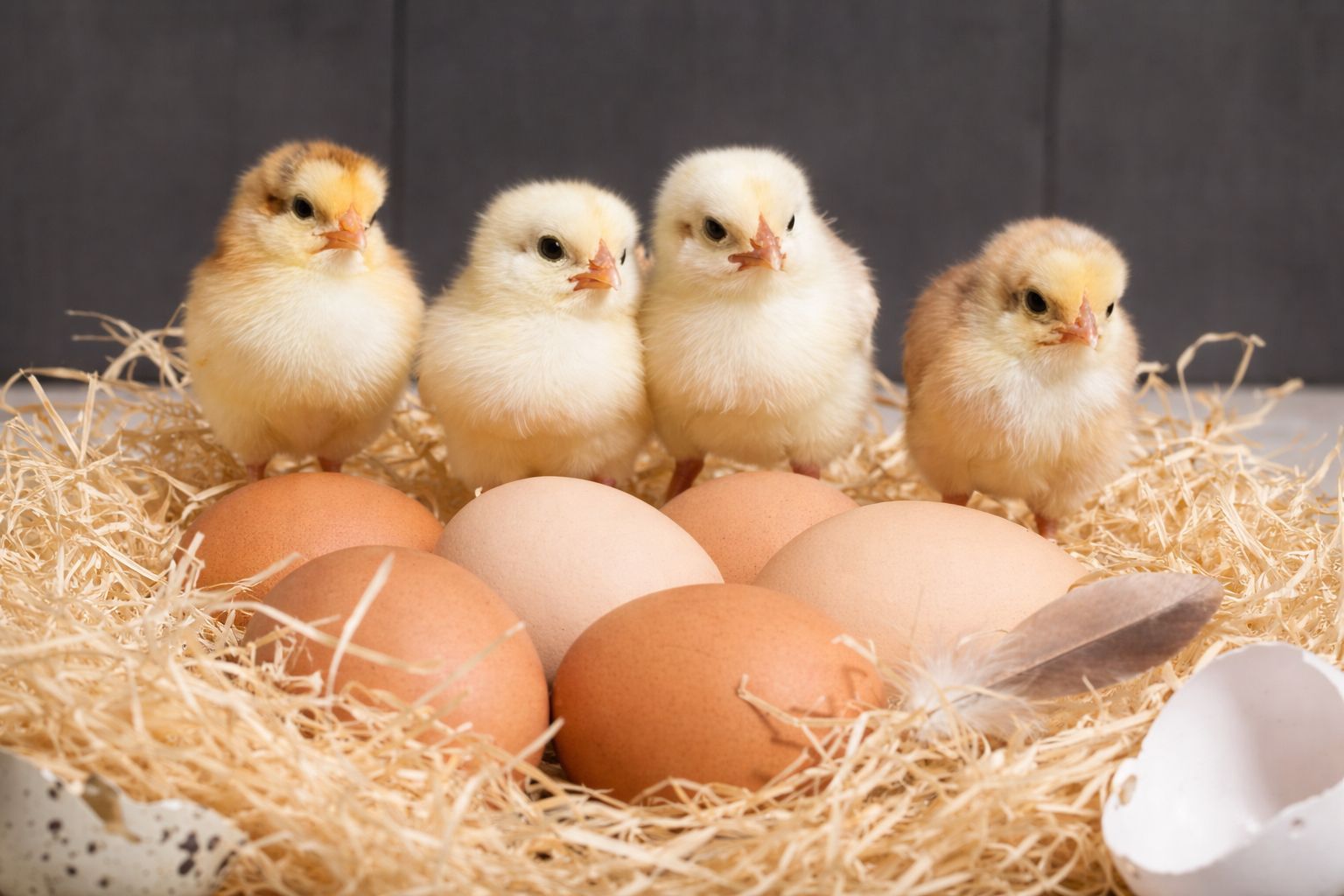 pintos recem-nascidos sao abatidos nas granjas