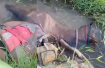 poraque peixe eletrico que pode matar cavalo