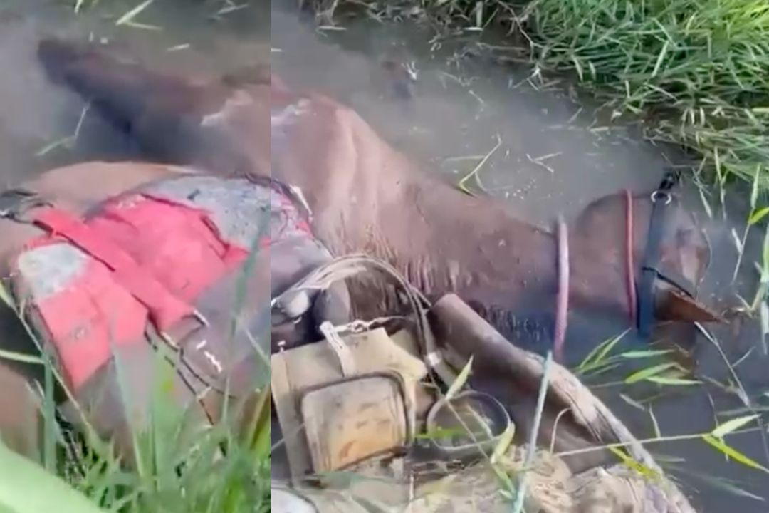 poraque peixe eletrico que pode matar cavalo