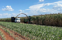 sorgo forrageiro gigante da embrapa
