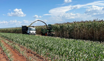 sorgo forrageiro gigante da embrapa