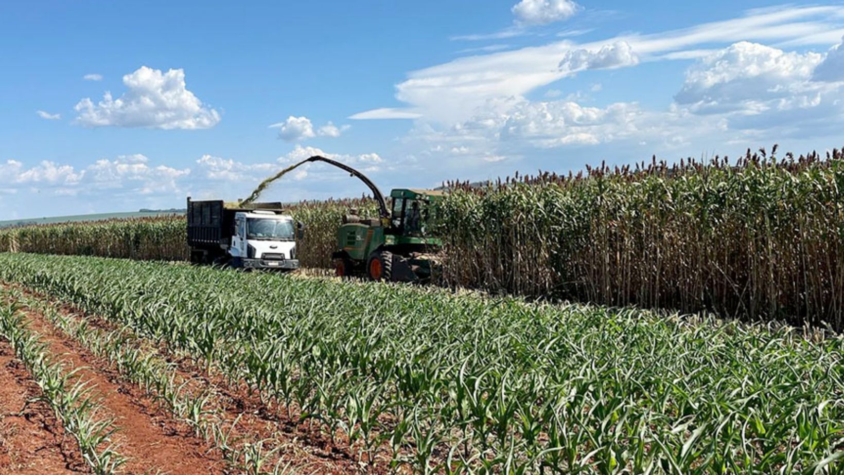 sorgo forrageiro gigante da embrapa