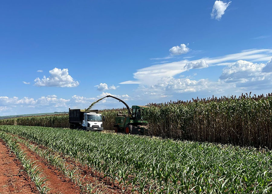 sorgo forrageiro gigante